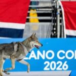 ‘Milano Cortina’/ Njihuni me Nazgul, qenin që ‘mori pjesë’ në Olimpiadën Dimërore dhe kaloi vijën e finishit