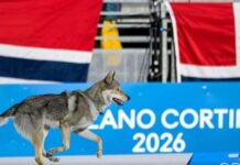 ‘Milano Cortina’/ Njihuni me Nazgul, qenin që ‘mori pjesë’ në Olimpiadën Dimërore dhe kaloi vijën e finishit
