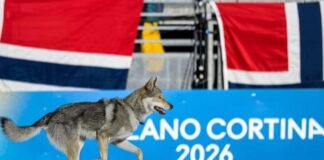 ‘Milano Cortina’/ Njihuni me Nazgul, qenin që ‘mori pjesë’ në Olimpiadën Dimërore dhe kaloi vijën e finishit