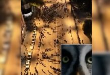 Balla reagon me ironi për protestën e PD-së: Berishën e braktisën edhe të vetët