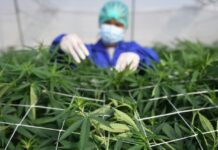 Studimi: Kanabisi nuk është një trajtim efektiv për problemet e zakonshme të shëndetit mendor