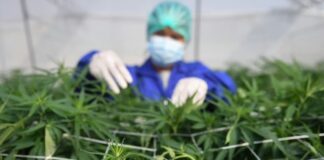 Studimi: Kanabisi nuk është një trajtim efektiv për problemet e zakonshme të shëndetit mendor