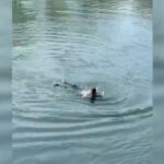 U hodh në lumin Buna për t’u vetëmbytur, policia shpëton 56-vjeçaren në Shkodër