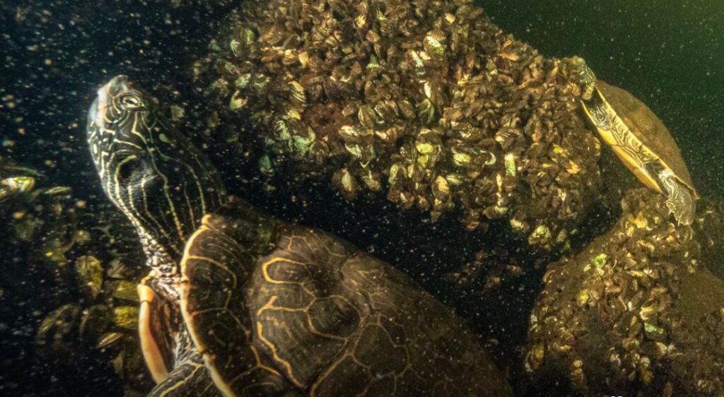 Një zbulim i tmerrshëm paralajmërues  çfarë fshihet pas 150 breshkave të ngordhura të gjetur nga një shkenctar