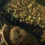 Një zbulim i tmerrshëm paralajmërues, çfarë fshihet pas 150 breshkave të ngordhura të gjetur nga një shkenctar