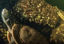 Një zbulim i tmerrshëm paralajmërues, çfarë fshihet pas 150 breshkave të ngordhura të gjetur nga një shkenctar