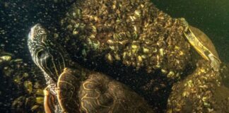 Një zbulim i tmerrshëm paralajmërues, çfarë fshihet pas 150 breshkave të ngordhura të gjetur nga një shkenctar