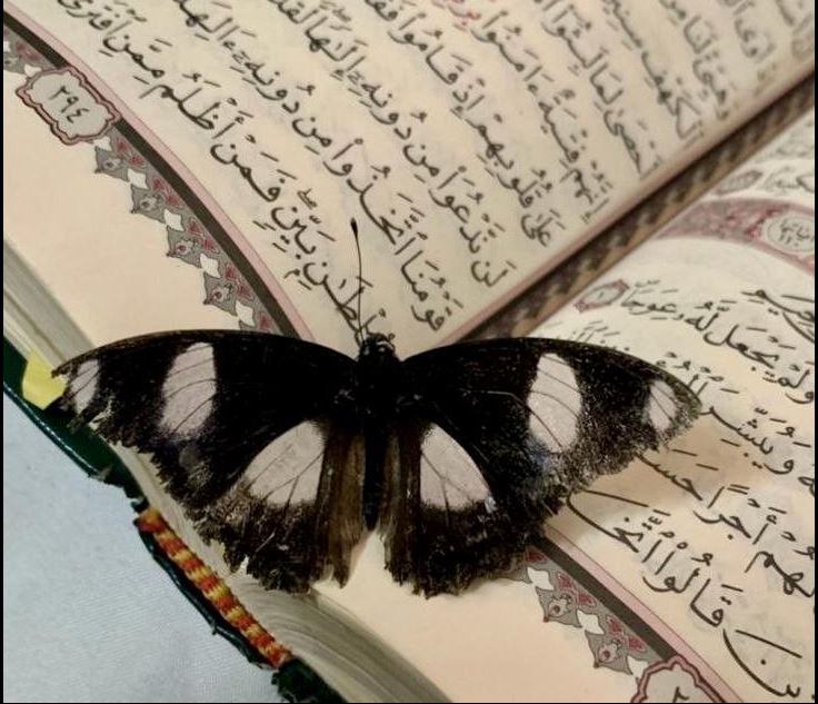 Rama shpërndan foton dhe uron Fitër Bajramin