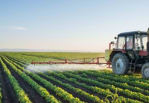 Miratohet Skema Kombëtare e Bujqësisë 2026| Rriten subvencionet bagëtitë dhe të mbjellat