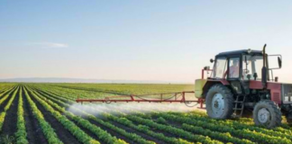 Miratohet Skema Kombëtare e Bujqësisë 2026| Rriten subvencionet bagëtitë dhe të mbjellat