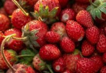 3 këshilla për të ulur konsumin e sheqerit dhe për të qetësuar sistemin nervor