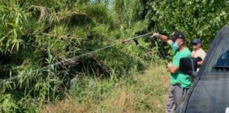 Dezinsektohet Myzeqeja kundër mushkonjës ‘tigër’, specialistët e Shëndetit Publik në terren në të gjithë qarkun e Fierit