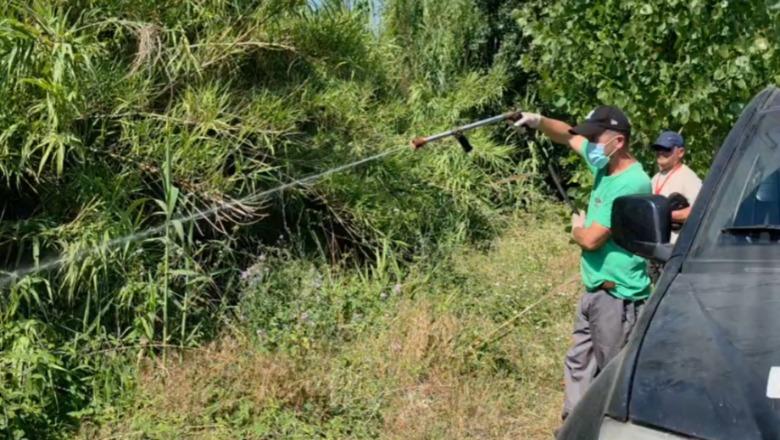 Dezinsektohet Myzeqeja kundër mushkonjës  tigër   specialistët e Shëndetit Publik në terren në të gjithë qarkun e Fierit