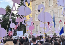 Historia dhe lëvizja e “Revolucionit Flamingo”