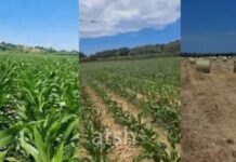 Model bujqësor sipas BE-së në Katundin e Ri të Durrësit, fermerët bashkohen për më shumë të ardhura