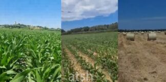 Model bujqësor sipas BE-së në Katundin e Ri të Durrësit, fermerët bashkohen për më shumë të ardhura