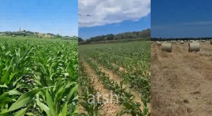 Model bujqësor sipas BE së në Katundin e Ri të Durrësit  fermerët bashkohen për më shumë të ardhura
