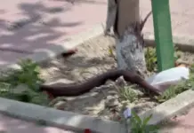 Shtohen pickimet në verë, temperaturat e larta nxjerrin më herët zvarranikët dhe insektet helmuese