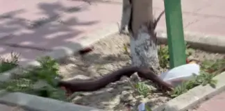 Shtohen pickimet në verë, temperaturat e larta nxjerrin më herët zvarranikët dhe insektet helmuese
