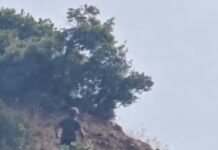 Kapet në flagrancë zjarrvënësi në Mirditë, Lamallari thirrje Prokurorisë: Çojeni çështjen deri në fund!