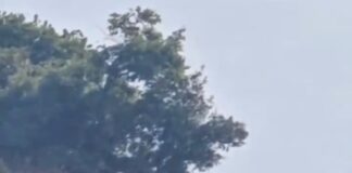 Kapet në flagrancë zjarrvënësi në Mirditë, Lamallari thirrje Prokurorisë: Çojeni çështjen deri në fund!