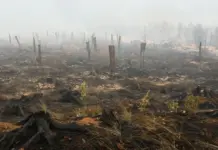 Gjermania e rrezikuar nga zjarret në Belgjikë, autoritetet thirrje për evakuim qyteteve afër kufirit belg