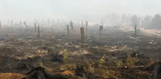 Gjermania e rrezikuar nga zjarret në Belgjikë, autoritetet thirrje për evakuim qyteteve afër kufirit belg