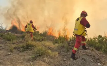 Lura digjet, Manja: Prokuroria e Dibrës të hetojë zjarrvënësit