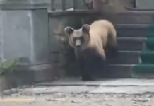 Ariu futet në objektin e shenjtë në Devoll, shkatërron çfarë i del përpara (VIDEO)