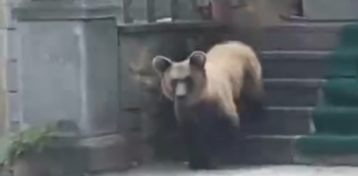 Ariu futet në objektin e shenjtë në Devoll, shkatërron çfarë i del përpara (VIDEO)