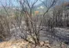 Situata e zjarreve në Shqipëri, Ministria e Mbrojtjes: Disa vatra ende aktive në Tiranë, Kurbin dhe Krujë, mbi 200 forca në terren