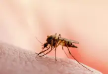 Regjistrohet viktima e parë nga virusi i Nilit Perëndimor në Holandë, autoritetet konfirmojnë rritjen e rasteve