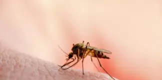 Regjistrohet viktima e parë nga virusi i Nilit Perëndimor në Holandë, autoritetet konfirmojnë rritjen e rasteve