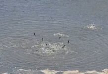 Thahet rezervuari në Lushnjë, tonelata me peshq ngecin në baltë dhe cekëtinë