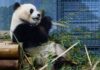 Kina i dhuron dy panda SHBA-së, tradita që daton nga viti 1972 pas vizitës historike të presidentit Nixon në Pekin
