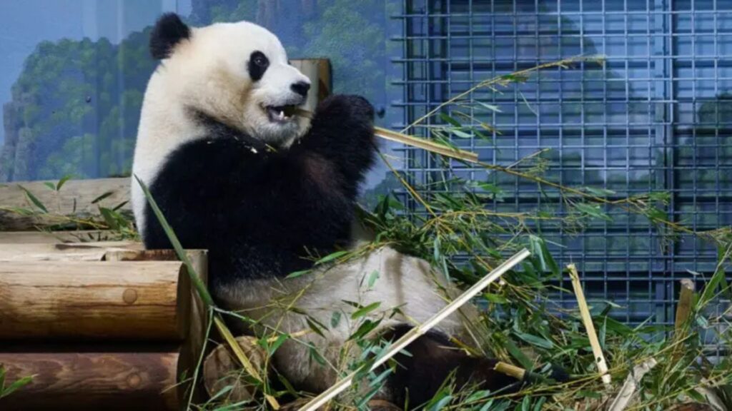 Kina i dhuron dy panda SHBA së  tradita që daton nga viti 1972 pas vizitës historike të presidentit Nixon në Pekin