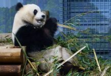 Kina i dhuron dy panda SHBA-së, tradita që daton nga viti 1972 pas vizitës historike të presidentit Nixon në Pekin