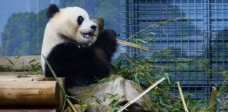 Kina i dhuron dy panda SHBA-së, tradita që daton nga viti 1972 pas vizitës historike të presidentit Nixon në Pekin
