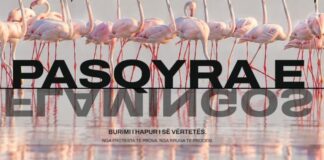 ‘Flamingo Mirror’ nën sulme kibernetike? Rama: 122 tentativa nga 32 adresa të huaja, i zmbrapsëm pa asnjë dëm