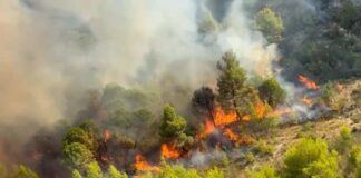 Zjarri në Peqin, shoqërohet në polici autori i dyshuar i zjarrvënies